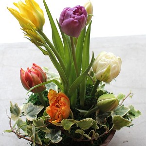 Tulip Arrangement